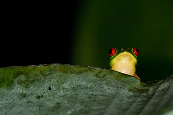 Yeux rouges grenouille des arbres — Photo