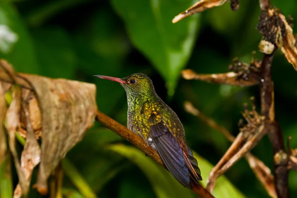 Pájaro tarareando —  Fotos de Stock