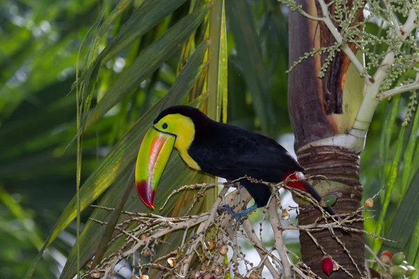 Keel billed toucan — Stock Photo, Image
