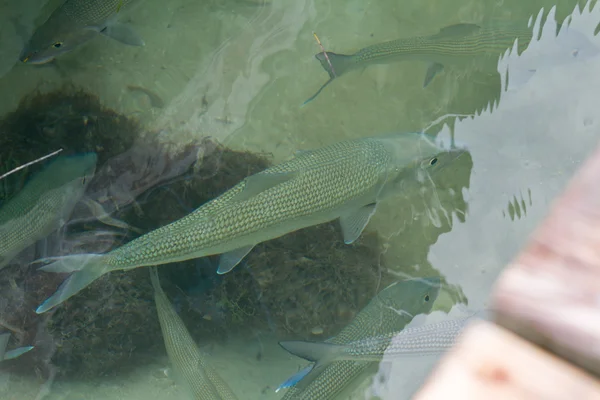 Tropical fish — Stock Photo, Image