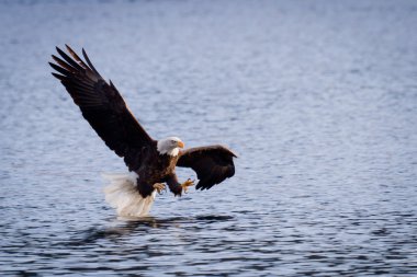 Amerikan kel kartal