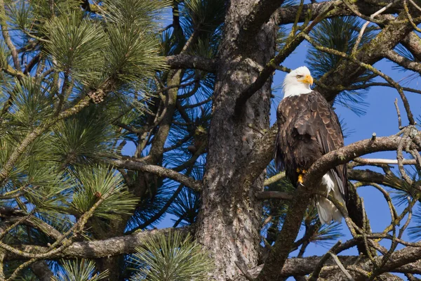 Águia careca americana — Fotografia de Stock