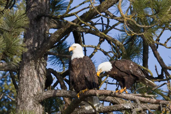 Amerikanska skallig örn — Stockfoto