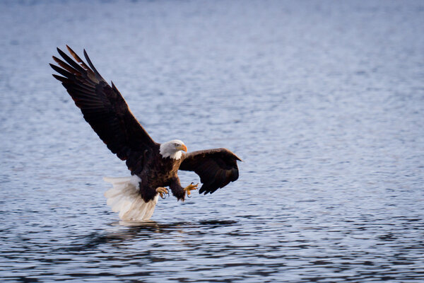 American bald eagle