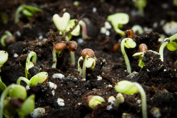 Broccoli sprouts — Stock Photo, Image