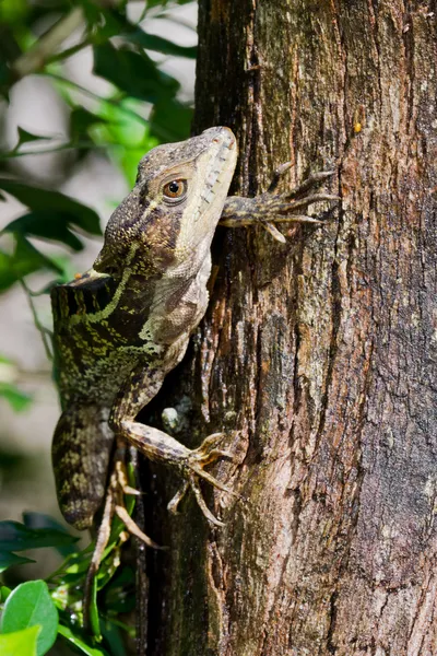 Tree lizard — Stock Photo, Image