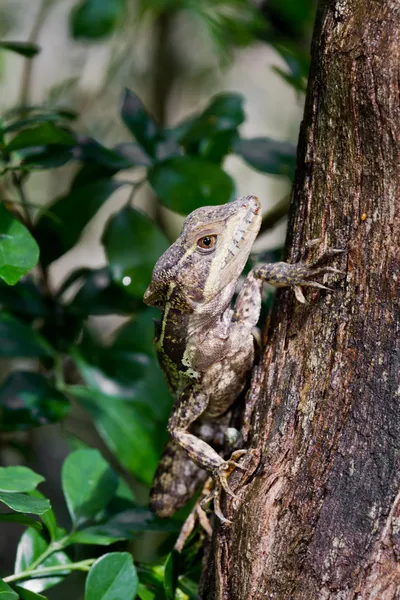 Baumeidechse — Stockfoto