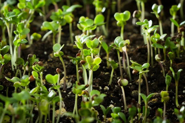 Broccoli groddar — Stockfoto