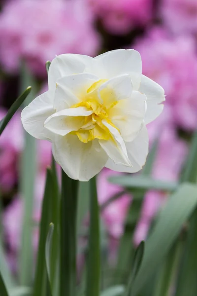 Daffodil closeup — Stock Photo, Image