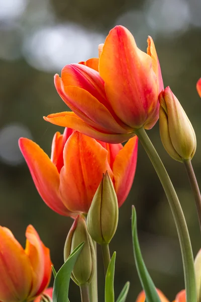 Beautiful orange tulips — Stock Photo, Image
