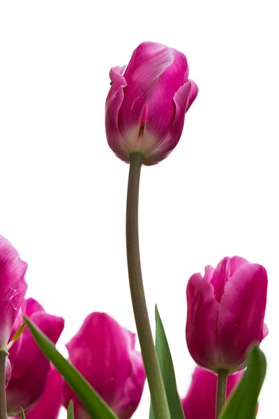 Beautiful tulips — Stock Photo, Image