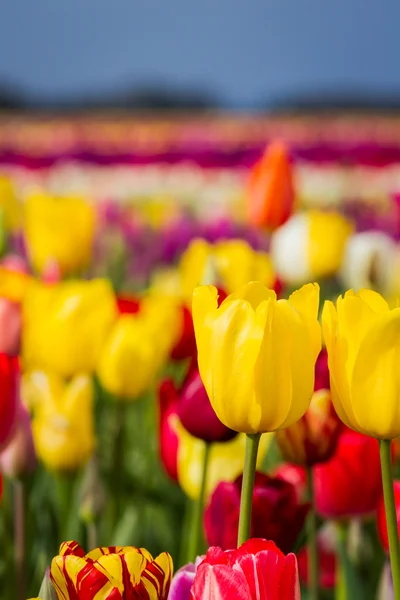 Hermosa granja de tulipán —  Fotos de Stock