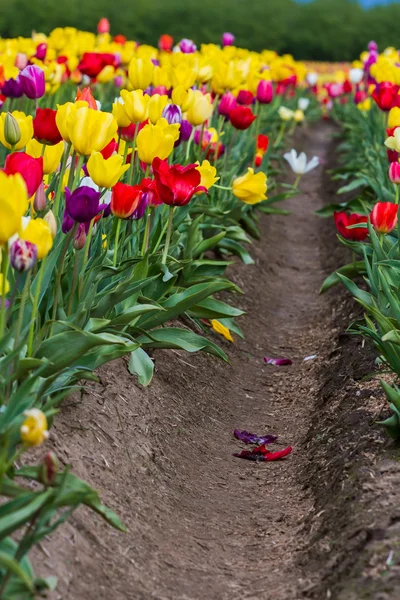 Schöne Tulpenfarm — Stockfoto