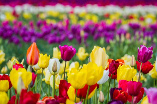 Hermosa granja de tulipán — Foto de Stock