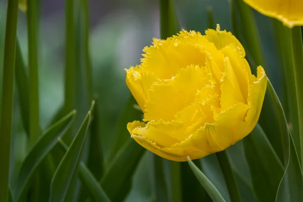 Bel tulipano giallo — Foto Stock