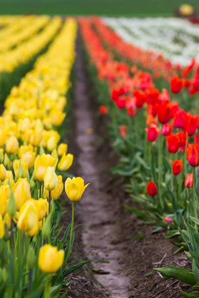 Schöne Tulpenfarm — Stockfoto