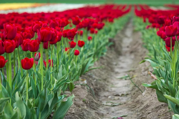 Hermosa granja de tulipán — Foto de Stock