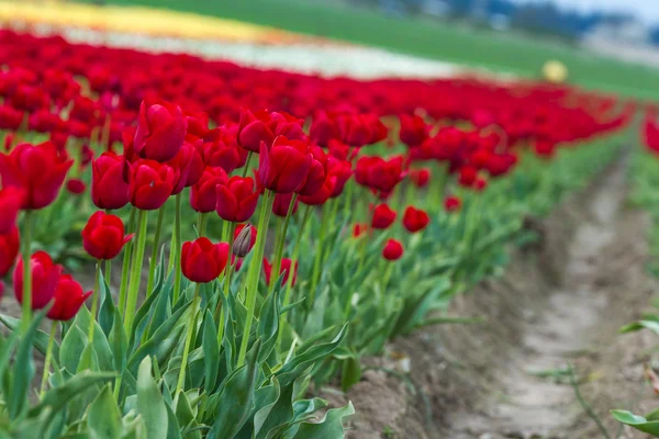 Schöne Tulpenfarm — Stockfoto