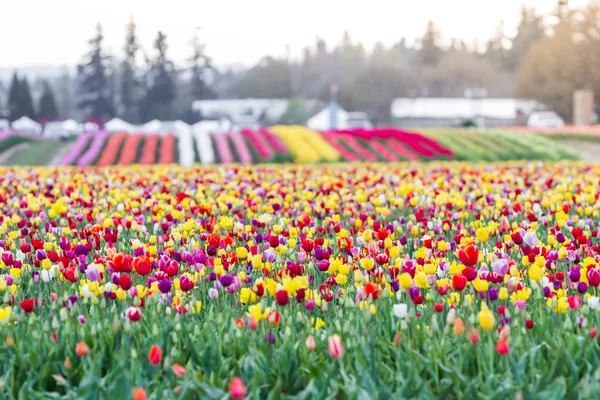 Kleurrijke tulip farm — Stockfoto