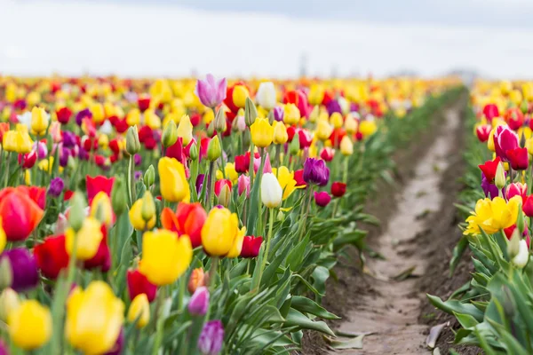 Colorful  tulip farm — Stock Photo, Image