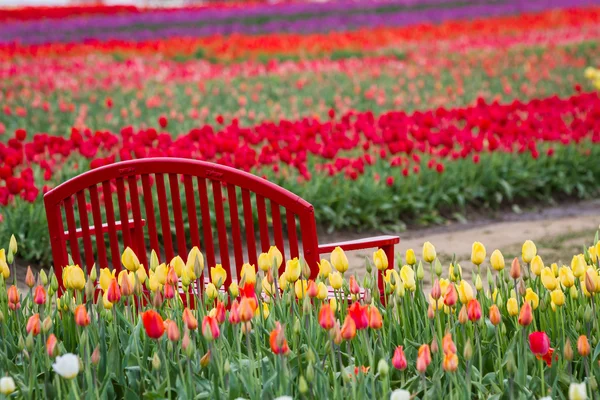 Colorful  tulip farm — Stock Photo, Image