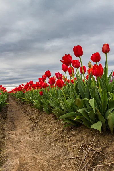 Levande röda tulpaner — Stockfoto