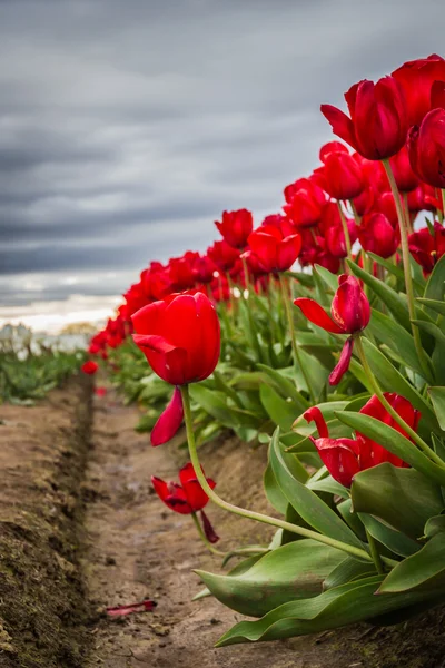 Živé červené tulipány — Stock fotografie