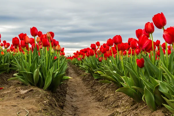 Яркие красные тюльпаны — стоковое фото