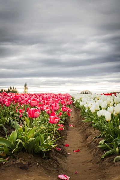Яркие красные тюльпаны — стоковое фото