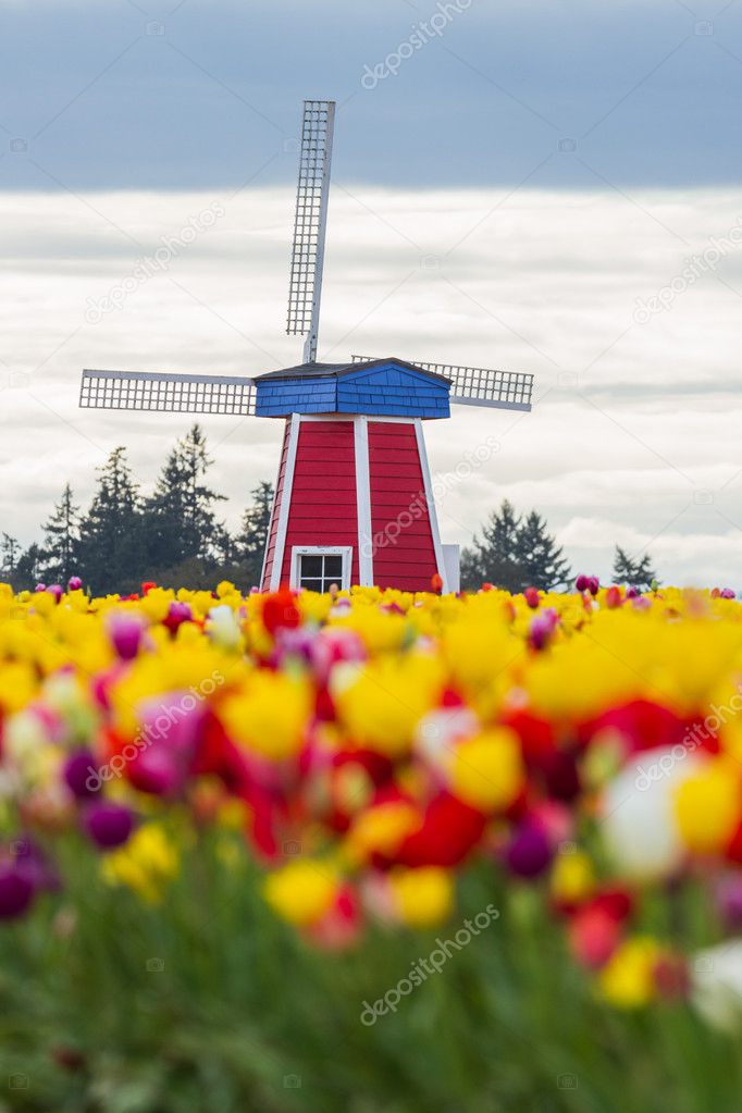 windmill in a tulip farm