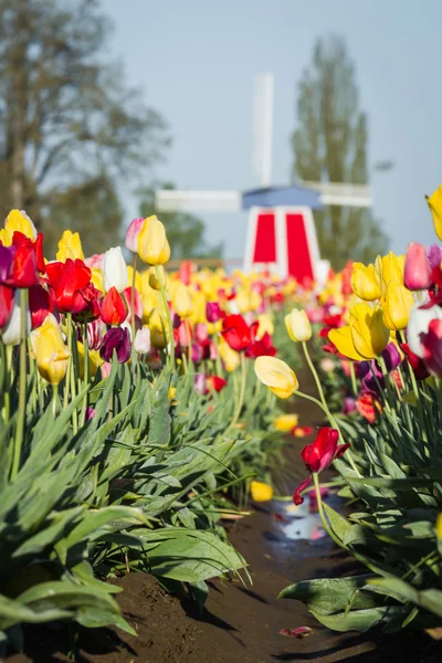 Tulip trädgård — Stockfoto