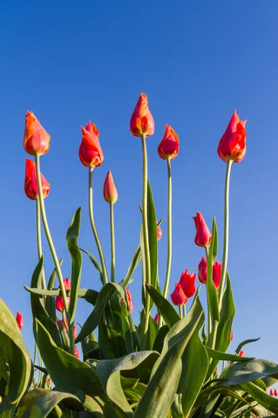 Орегонские тюльпаны — стоковое фото