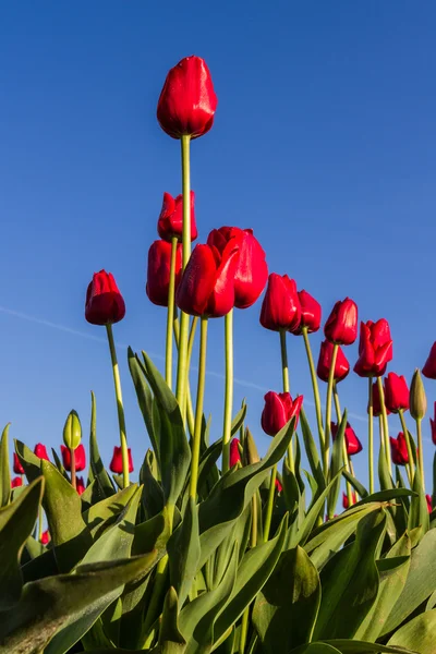 Oregon tulips — Stock Photo, Image
