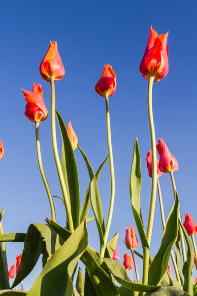 Орегонские тюльпаны — стоковое фото