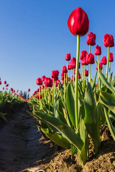 Tulipanes de Oregon —  Fotos de Stock