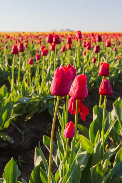 Oregon tulips — Stock Photo, Image