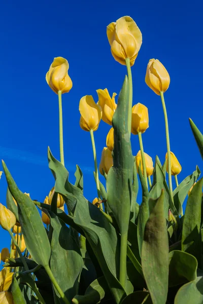 Oregon tulips — Stock Photo, Image