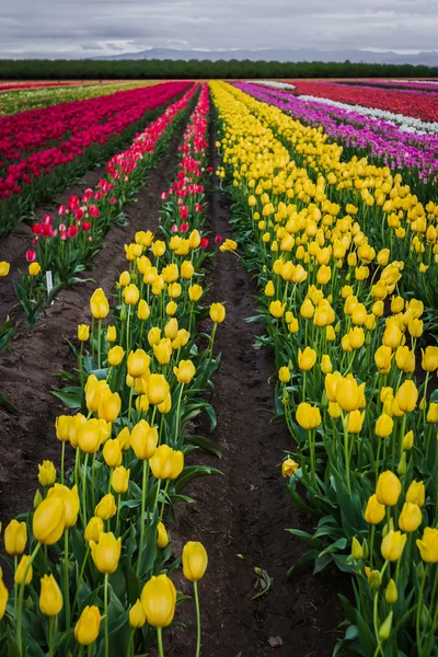 Vivid yellow tulips — Stock Photo, Image