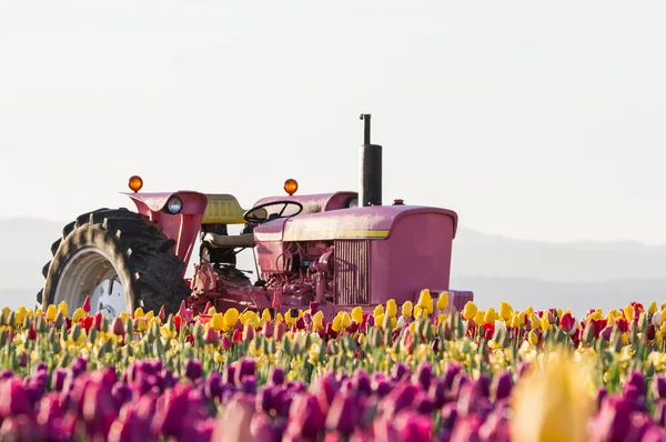 Campi di tulipano — Foto Stock