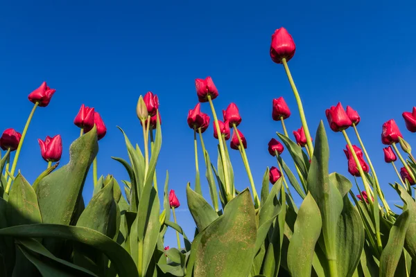 Tulipanes de Oregon —  Fotos de Stock