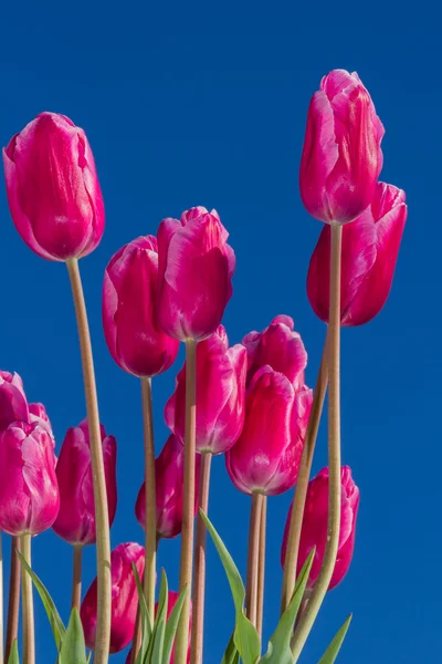 Pink tulips — Stock Photo, Image