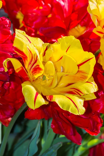 Tulipán colorido — Foto de Stock