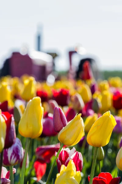 Tulipánová pole — Stock fotografie