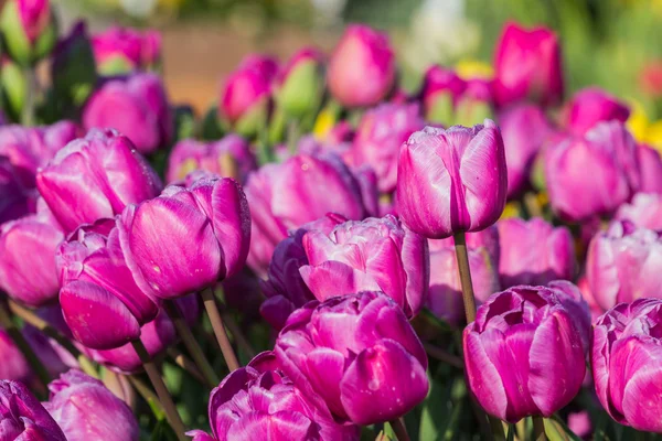 Purple tulips — Stock Photo, Image