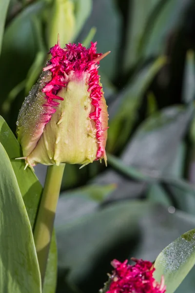 Tulip bud — Stockfoto