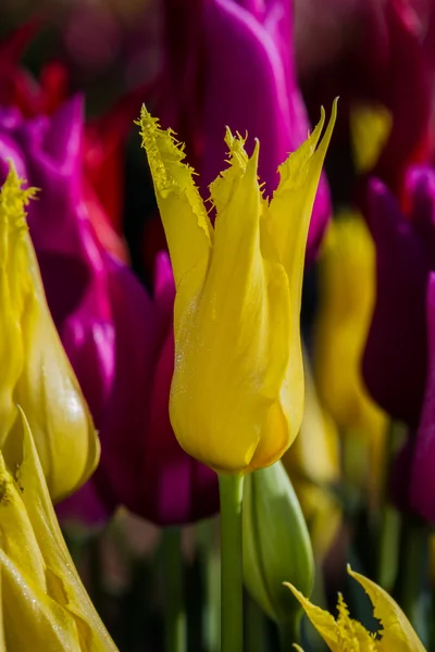 Yellow tulip — Stock Photo, Image