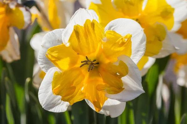 Daffodil close up — Stock Photo, Image