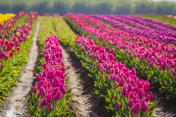 Campo de tulipán — Foto de Stock