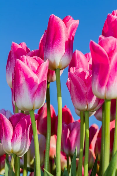 Pink tulips — Stock Photo, Image