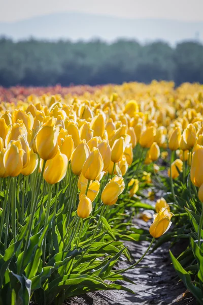 Campo de tulipán — Foto de Stock